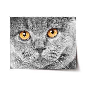Plakát Kočičí pohled - 90x60 cm