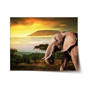Plakát Slon z profilu - 120x80 cm