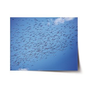 Plakát Hejno ptáků - 60x40 cm
