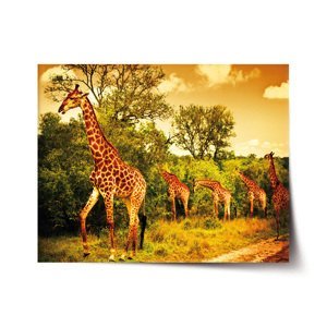 Plakát Žirafy - 120x80 cm