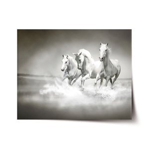 Plakát Bílí koně - 60x40 cm