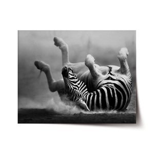 Plakát Válející se zebra - 60x40 cm