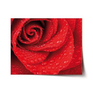 Plakát Květ růže - 60x40 cm