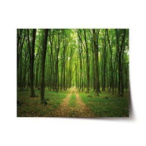 Plakát Cesta v lese - 60x40 cm