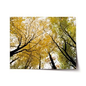 Plakát Koruny stromů - 60x40 cm