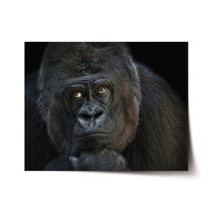 Plakát Gorila - 90x60 cm