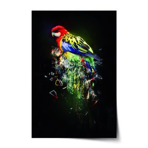 Plakát Barevný papoušek - 60x40 cm