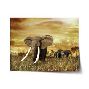 Plakát Slon Africký - 120x80 cm