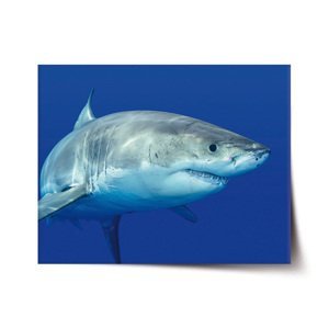 Plakát Žralok - 60x40 cm
