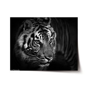 Plakát Černobílý tygr - 60x40 cm