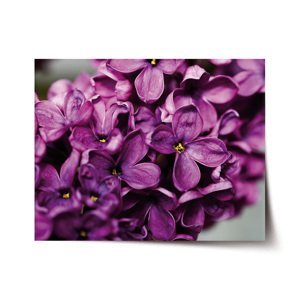 Plakát Fialové květy - 60x40 cm