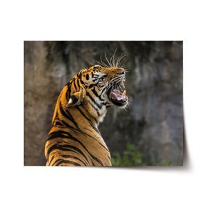Plakát Řvoucí tygr - 90x60 cm