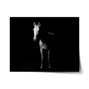 Plakát Kůň ve stínu - 90x60 cm