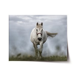 Plakát Bílý kůň 3 - 60x40 cm