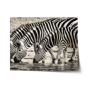 Plakát Zebry u vody - 120x80 cm