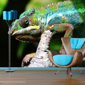 Tapeta Chameleon - 208x125 cm