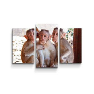 Obraz - 3-dílný Opičky - 75x50 cm