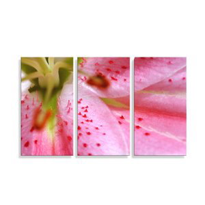Obraz - 3-dílný Květ tulipánu - 120x80 cm