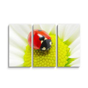 Obraz - 3-dílný Beruška na květu - 120x80 cm