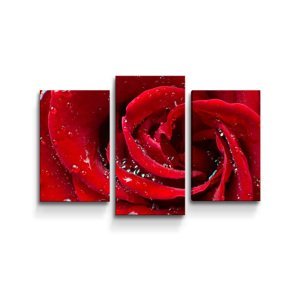 Obraz - 3-dílný Růže - 75x50 cm