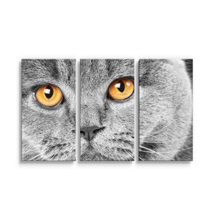 Obraz - 3-dílný Kočičí pohled - 120x80 cm