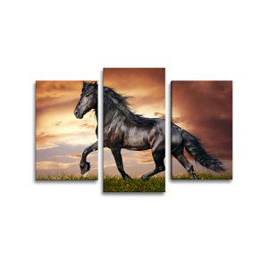Obraz - 3-dílný Friský kůň - 75x50 cm