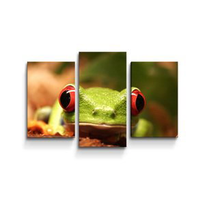 Obraz - 3-dílný Zelená žába - 75x50 cm