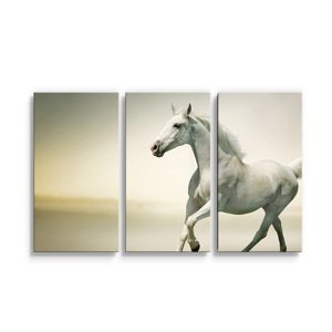 Obraz - 3-dílný Bílý kůň 2 - 120x80 cm