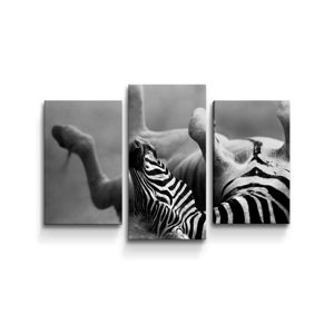 Obraz - 3-dílný Válející se zebra - 75x50 cm