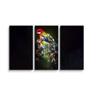 Obraz - 3-dílný Barevný papoušek - 120x80 cm