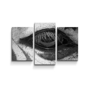 Obraz - 3-dílný Oko zebry - 75x50 cm