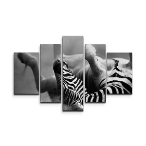 Obraz - 5-dílný Válející se zebra - 125x90 cm