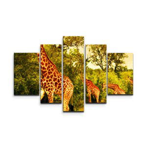 Obraz - 5-dílný Žirafy - 125x90 cm