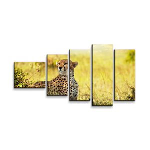 Obraz - 5-dílný Gepard - 100x60 cm