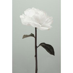 Umělecká fotografie Peony 16, Studio Collection, (26.7 x 40 cm)