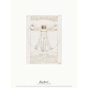 Obrazová reprodukce The Vitruvian Man (L'uomo vitruviano) - Leonardo da Vinci, (30 x 40 cm)