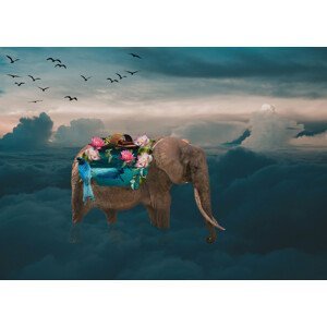 Umělecká fotografie Sea elephant, Salome Zhividze, (40 x 30 cm)