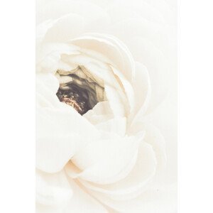 Umělecká fotografie White Flower 01, Studio Collection, (26.7 x 40 cm)