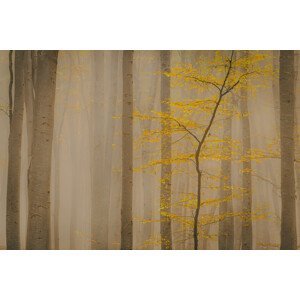 Umělecká fotografie Forest in fall, Vio Oprea, (40 x 26.7 cm)