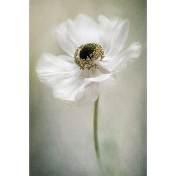 Umělecká fotografie Single White, Jacky Parker, (26.7 x 40 cm)