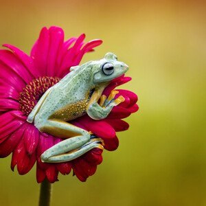 Umělecká fotografie Pretty Frog, Fauzan Maududdin, (40 x 40 cm)