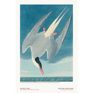 Ilustrace The Arctic Tern from The Birds of America - J. J. Audubon, (26.7 x 40 cm)