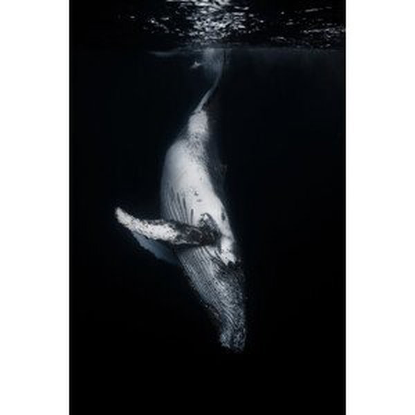 Umělecká fotografie Black Whale, Barathieu Gabriel, (26.7 x 40 cm)