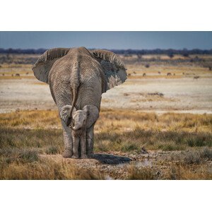 Umělecká fotografie Baby Elephant, Marcel Egger, (40 x 26.7 cm)