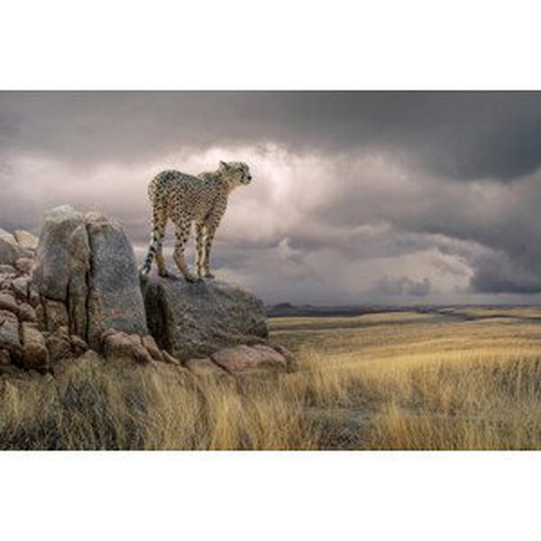 Umělecká fotografie Cheetah View, Marcel Egger, (40 x 26.7 cm)