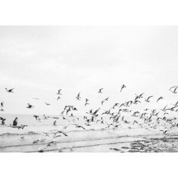 Umělecká fotografie Seagulls - Coastal black and white, Raisa Zwart, (40 x 30 cm)