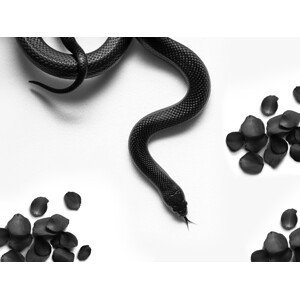 Umělecká fotografie Black Snake Roam, David Drake, (40 x 30 cm)