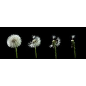 Umělecká fotografie dandelion flower sequenz, Bjoern Alicke, (60 x 21.7 cm)