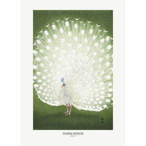Ilustrace Peacock - Cropped, Studio Collection, (30 x 40 cm)