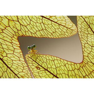 Umělecká fotografie Dragonfly and Leaves of Lukut, Abdul Gapur Dayak, (40 x 26.7 cm)